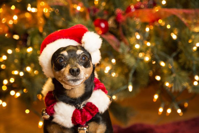 Pets também poderão tirar foto de Natal em shopping de BH » Moon BH