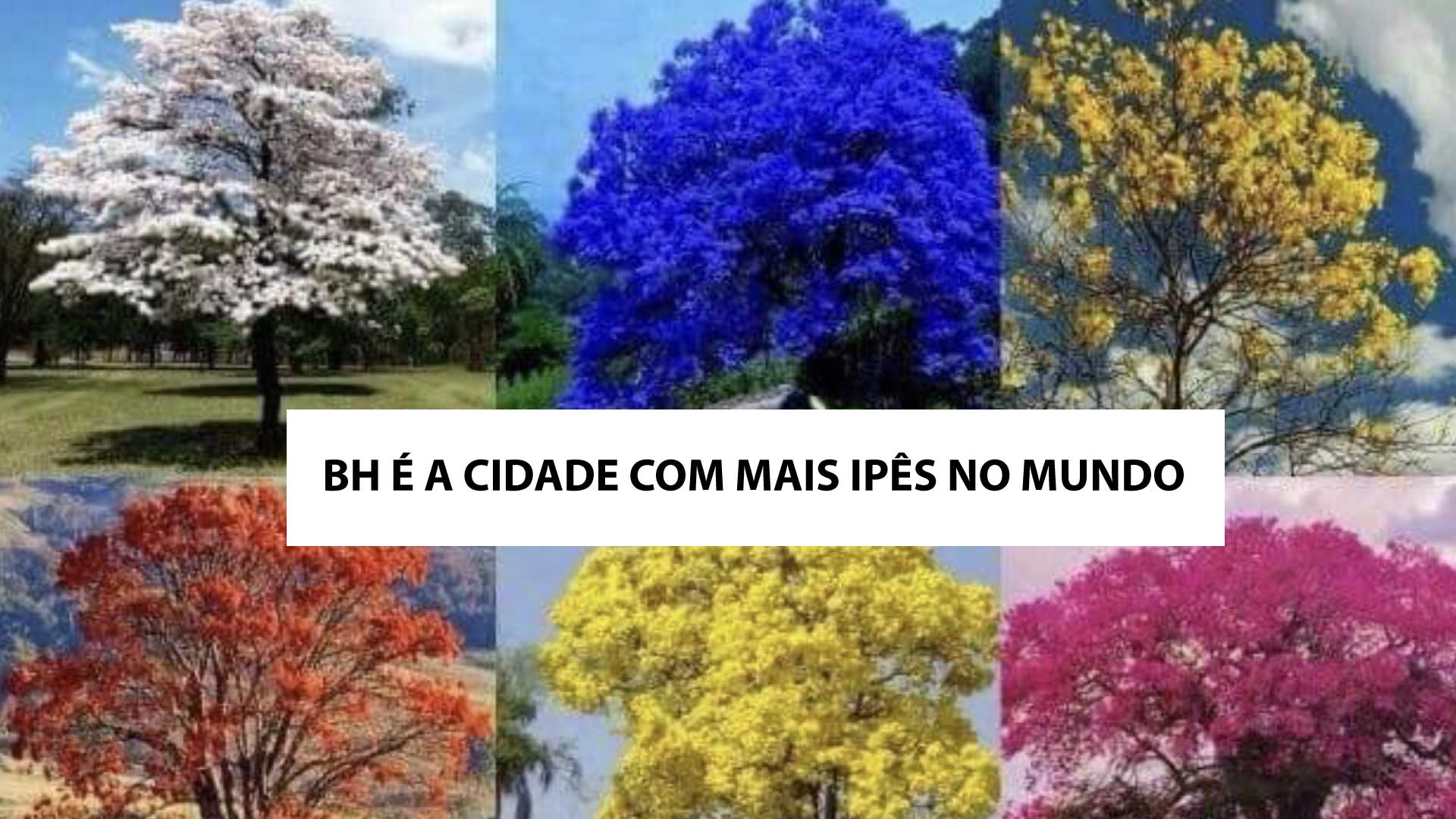 Ipês dão lugar a sibipirunas e sapucaias em BH na primavera: veja as  árvores da estação, Minas Gerais