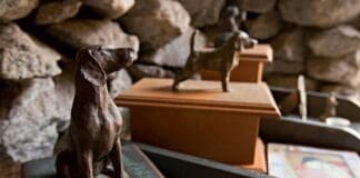 BH agora terá serviço de funeral para cachorros e gatos.