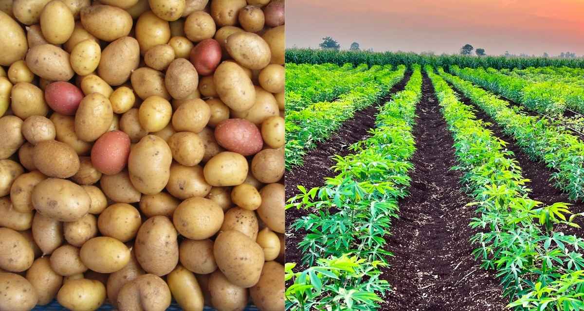 Plantação de batata inglesa em Minas Gerais