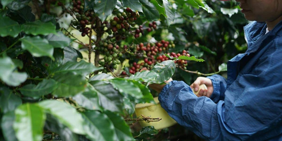 Plantação de café