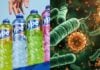 Pseudomonas aeruginosa no Ypê