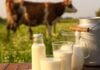 O leite de Minas que emite menos carbono também rende mais e o mercado global vai começar a cobrar isso Leite de vaca minas gerais