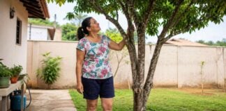 Árvore perfeita em Minas Gerais: Por que esta é a melhor escolha para o seu quintal Dona de casa com árvore em casa
