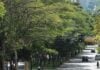 BH prepara novo inventário para cuidar das mais de 500 mil árvores da cidade Inventário das árvores BH
