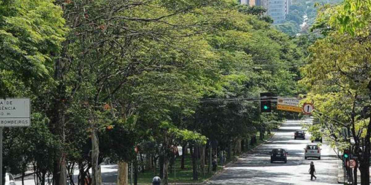 BH prepara novo inventário para cuidar das mais de 500 mil árvores da cidade